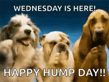 Hump Day Animated GIF