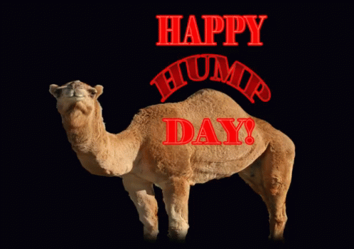 Hump Day Animated GIF