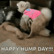 Hump Day Animated GIF