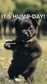 Hump Day Animated GIF