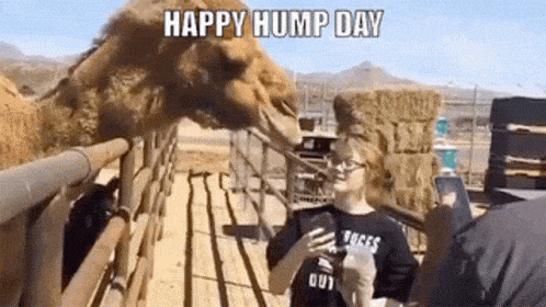 Hump Day Animated GIF