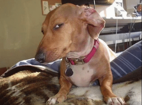 Side Eye Animated GIF
