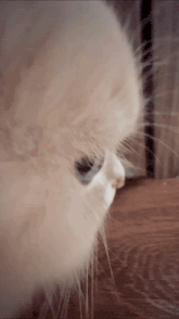 Side Eye Animated GIF