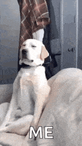 Sleepy Animated GIF