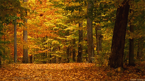 Autumn Animated GIF