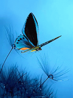 Butterfly Animated GIF