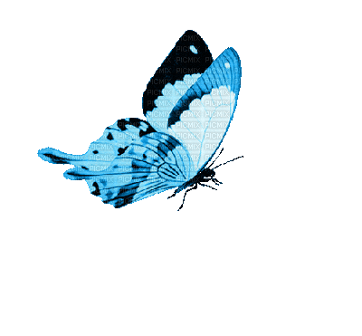 Butterfly Animated GIF