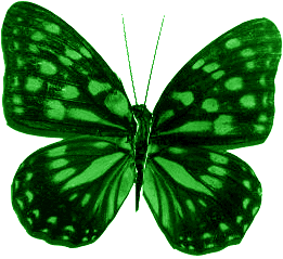 Butterfly Animated GIF