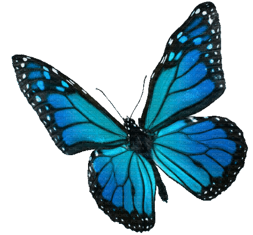Butterfly Animated GIF