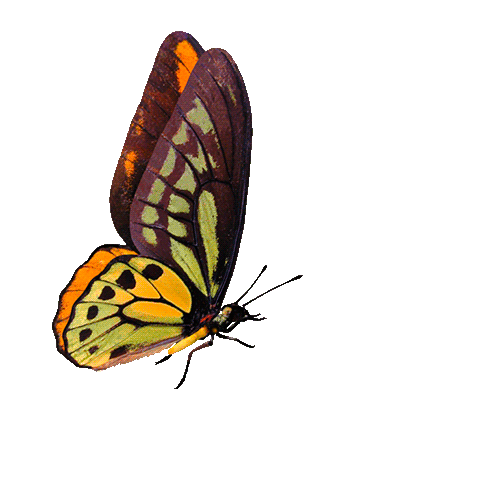 Butterfly Animated GIF