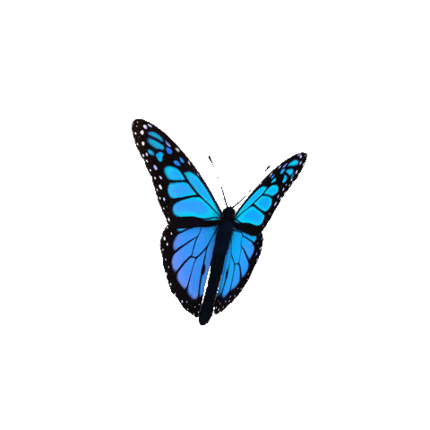 Butterfly Animated GIF