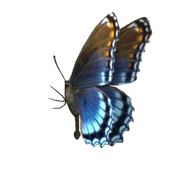 Butterfly Animated GIF