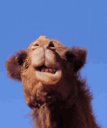 Camel Animated GIF
