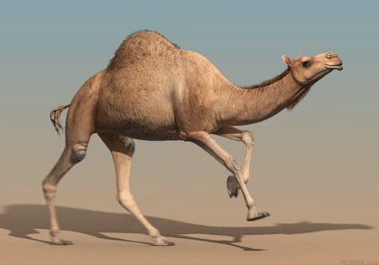 Camel Animated GIF