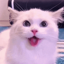 Cat Animated GIF