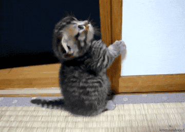 Cat Animated GIF