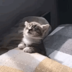 Cat Animated GIF