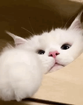 Cat Animated GIF