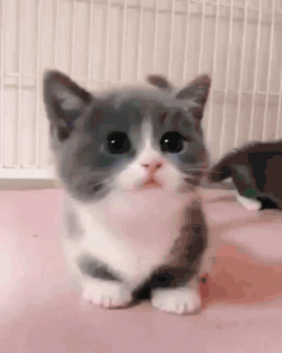 Cat Animated GIF