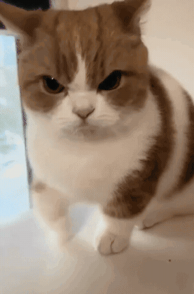 Cat Animated GIF