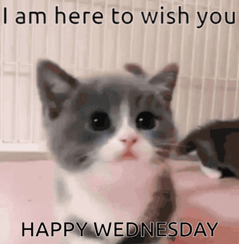 Wednesday Animated GIF