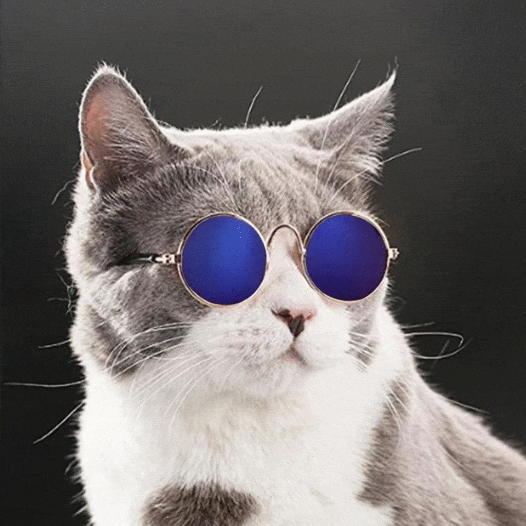 Cat Gif IceGif