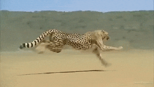 Cheetah Running Gif