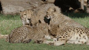 Africa Gif,Africa And Central Iran Gif,Animal Gif,Big Cat Gif,Cheetah Gif,Fast Land Animal Gif,Wild Gif