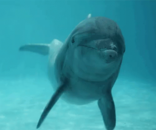 Dolphin Gif
