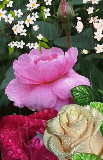 Flower Gif