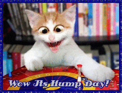 Happy Gif,Animated Gif,Cat Gif,Cute Gif,Funny Gif,Hump Day Gif,Movement Gif,Smile Gif,Surprise Gif,View Gif