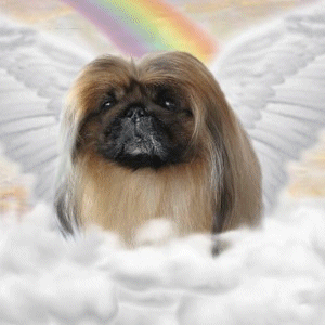 Wasabi Pekingese Gif Wasabi Pekingese Gif