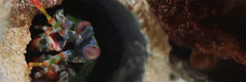 Mantis shrimp Punch Gif Mantis shrimp Punch Gif