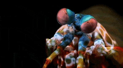 Mantis shrimp Punch Gif