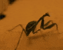 Carnivorous Gif,Malacostraca Gif,Mantis Shrimp Gif,Shelled Gif,Shellfish Gif,Stomatopoda Gif