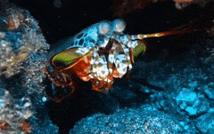 Mantis Shrimp Punch Gif