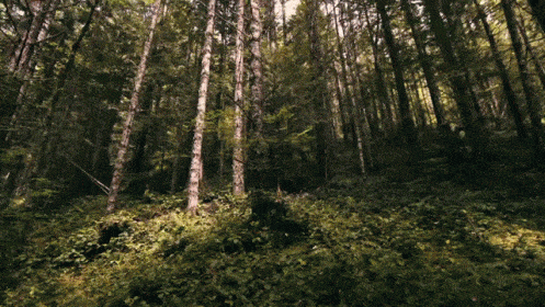Bosque Gif IceGif Bosque Gif IceGif
