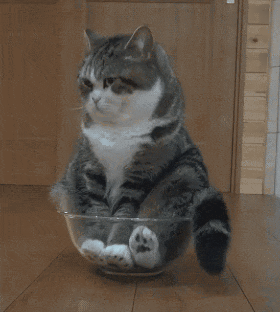 Funny Cat GIF - Funny Cat Animals - Discover & Share GIFs