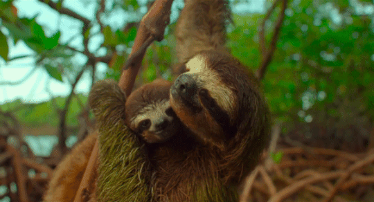Sloths Gif