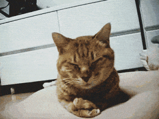 Facepalm Gif,Do Not Be Sad Gif,Face Closure Gif,Movement Gif,Physically Gif,Reaction Gif,Thinking Gif