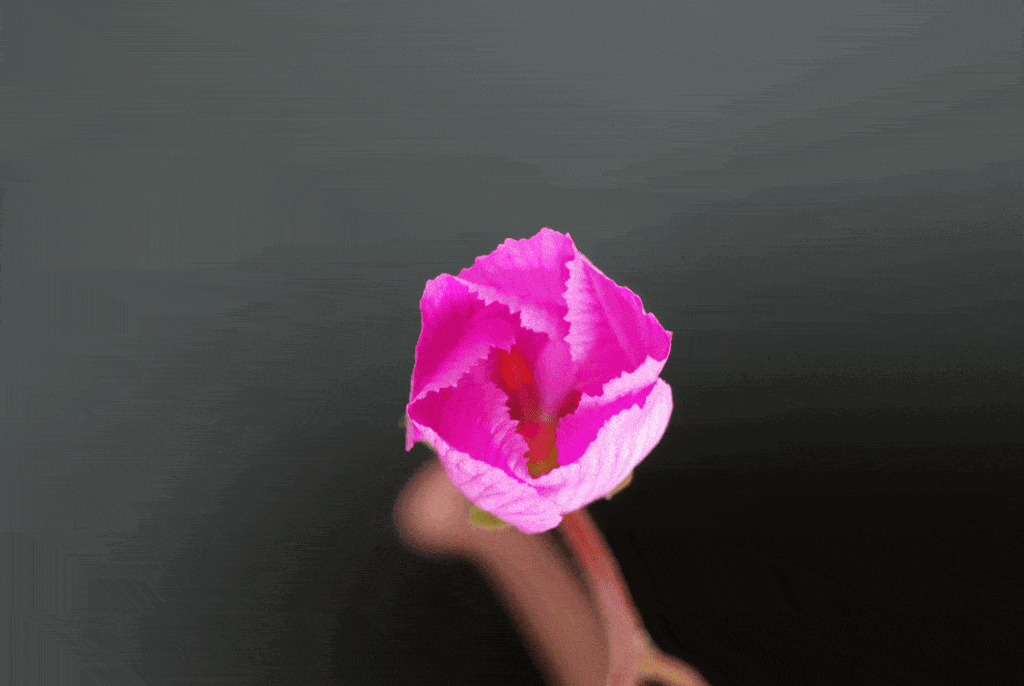Flower Gif Flower Gif