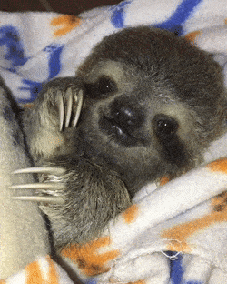 Sloth Gif