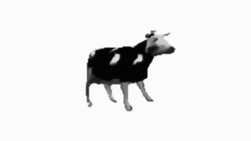 Polish Cow Gif