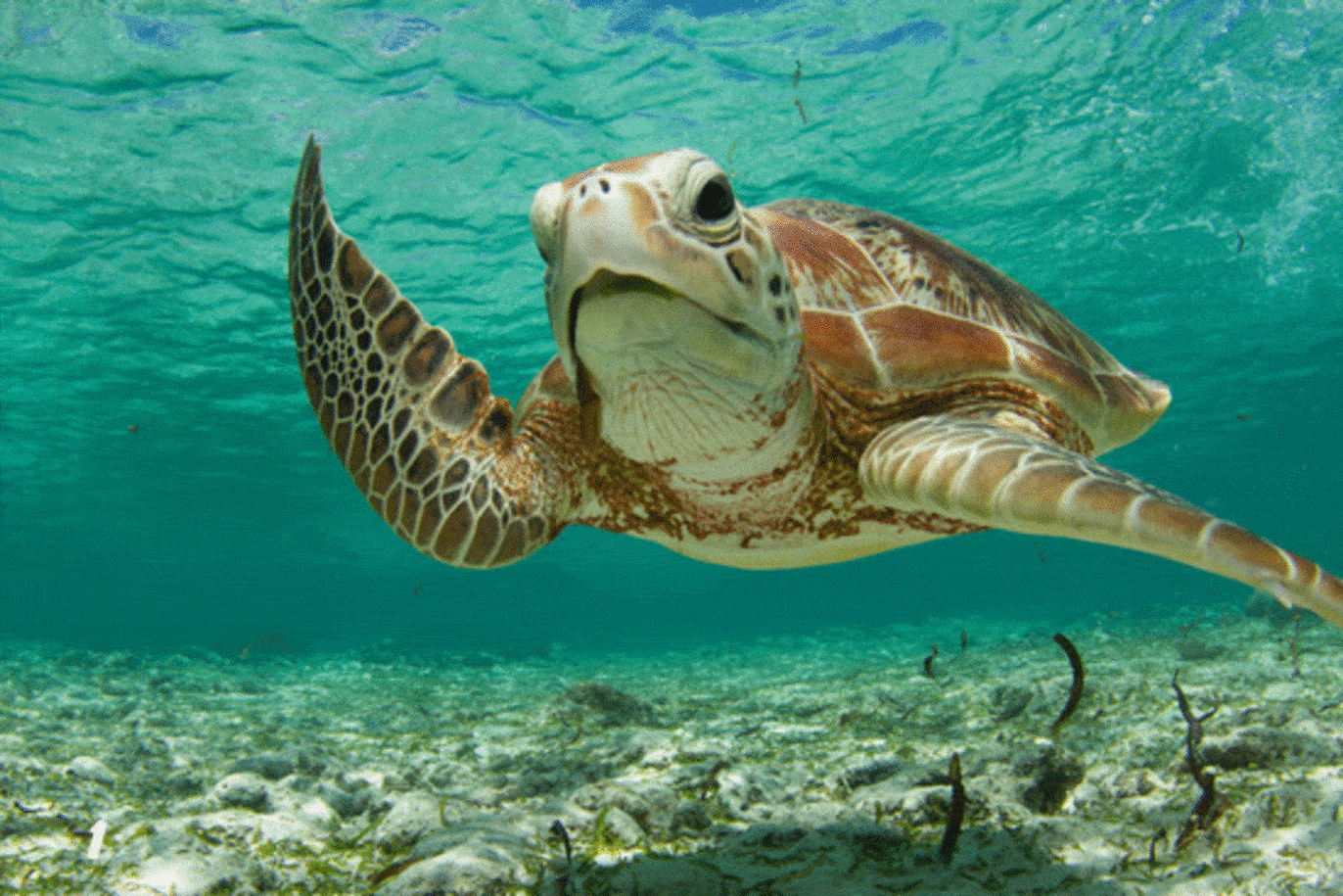 Why do turtles live so long? Fascinating reasons...., learn more from News Without Politics, NWP, subscribe, tortoises, environmental, science, non political news story