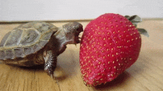 Strawberry Gif,Animated Gif,Baby Gif,Cute Gif,Eat Gif,Turtle Gif